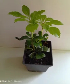 runianka-japonska-idealna-roslina-okrywowa-or-zimozielona-or-15-cm