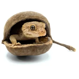 biogecko-nut-naturalna-kryjowka-z-lupiny-orzecha-dla-gekonow-8-15-cm