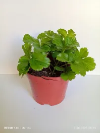 pragnia-syberyjska-waldsteinia-ternata-zloty-dywan-ogrodu