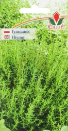 tymianek-03-g