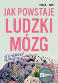 jak-powstaje-ludzki-mozg-od-zaplodnienia-do-narodzin-ev-corp
