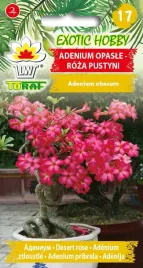 nasiona-adenium-ospale-roza-pustyni-5-szt