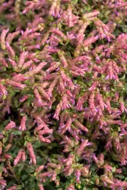 oregano-bristol-cross-origanum-vulgare