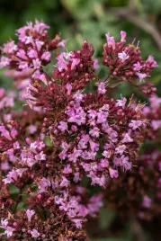 oregano-rosenkuppel-origanum-laevigatum