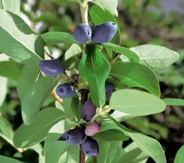 jagoda-kamczacka-zojka-soczyste-owoce