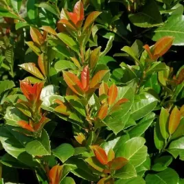 laurowisnia-wschodnia-etna-gesta-zielen