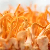 zelki-grzybowe-cordyceps-liczba-sztuk-60-szt