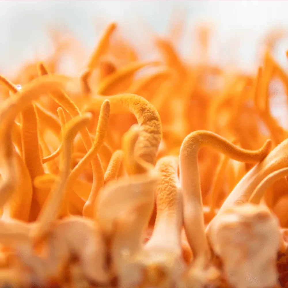zelki-grzybowe-cordyceps-waga-z-opakowaniem-0-22-kg