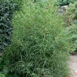 kruszyna-pospolita-asplenifolia-zielony-krzew