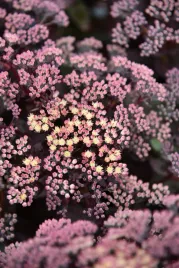 rozchodnik-ogrodowy-globe-yellow-sedum-hybridum