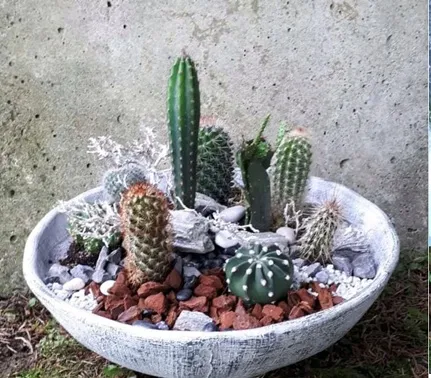 kaktus-mix-10-sztuk-waga-z-opakowaniem-1-kg