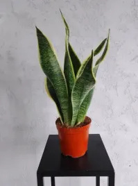 sansevieria-superba-promocja-pancerna-roslina