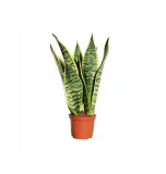 sansevieria-superba-promocja-pancerna-roslina-rodzaj-rosliny-rosliny-zielone