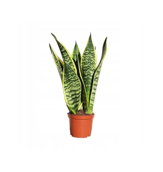 sansevieria-superba-promocja-pancerna-roslina