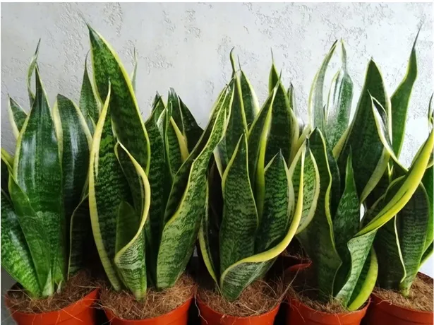 sansevieria-superba-promocja-pancerna-roslina-waga-z-opakowaniem-1-kg