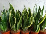 sansevieria-superba-promocja-pancerna-roslina-waga-z-opakowaniem-1-kg