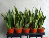 sansevieria-superba-promocja-pancerna-roslina-roslina-w-postaci-sadzonka-w-pojemniku-05-1l
