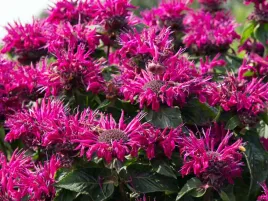 pysznoglowka-bee-you-bee-true-p9