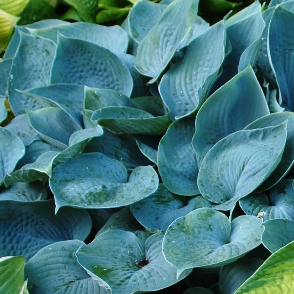 funkia-fragrant-blue-hosta-hybrid