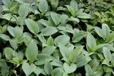 funkia-fragrant-blue-hosta-hybrid-rodzaj-rosliny-inny