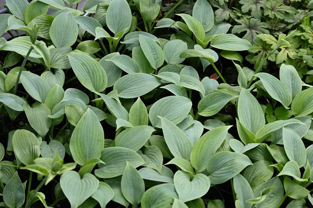 funkia-fragrant-blue-hosta-hybrid-rodzaj-rosliny-inny