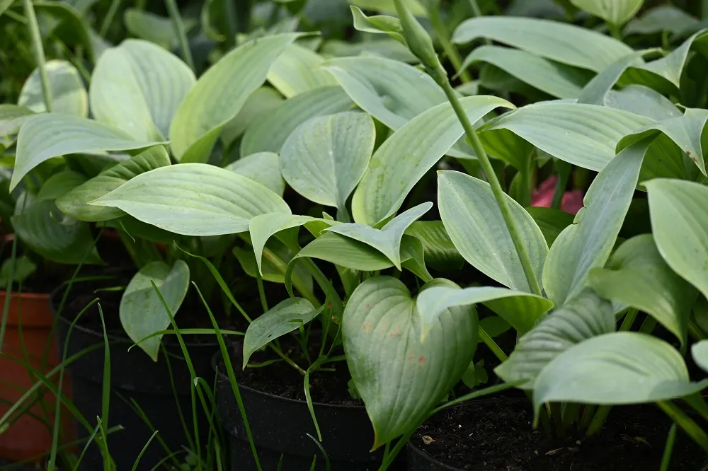 funkia-fragrant-blue-hosta-hybrid-rodzaj-rosliny-inny