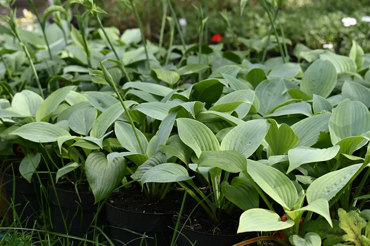 funkia-fragrant-blue-hosta-hybrid-rodzaj-rosliny-inny-producent-greenflora