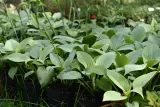 funkia-fragrant-blue-hosta-hybrid-rodzaj-rosliny-inny-producent-greenflora