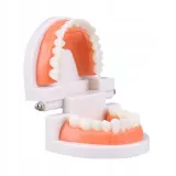 edukacyjny-model-zebow-dentystycznych