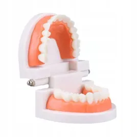edukacyjny-model-zebow-dentystycznych