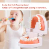 edukacyjny-model-zebow-dentystycznych-stan-nowy