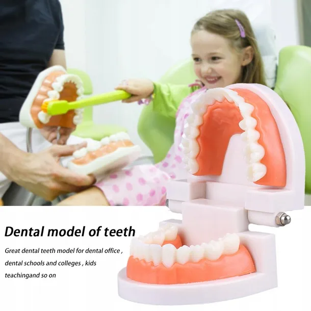 edukacyjny-model-zebow-dentystycznych-kod-producenta-pio81240as