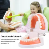 edukacyjny-model-zebow-dentystycznych-kod-producenta-pio81240as
