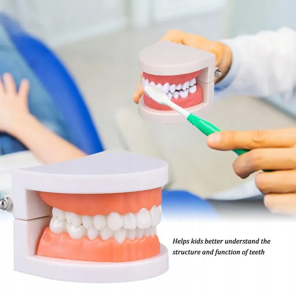 edukacyjny-model-zebow-dentystycznych-model-edukacyjny-model-zebow-dentystycznych