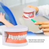 edukacyjny-model-zebow-dentystycznych-model-edukacyjny-model-zebow-dentystycznych