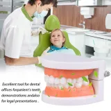 edukacyjny-model-zebow-dentystycznych-marka-inna