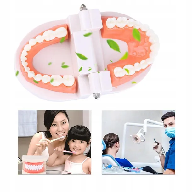 edukacyjny-model-zebow-dentystycznych-stan-nowy-kod-producenta-pio81240as