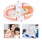 edukacyjny-model-zebow-dentystycznych-stan-nowy-kod-producenta-pio81240as