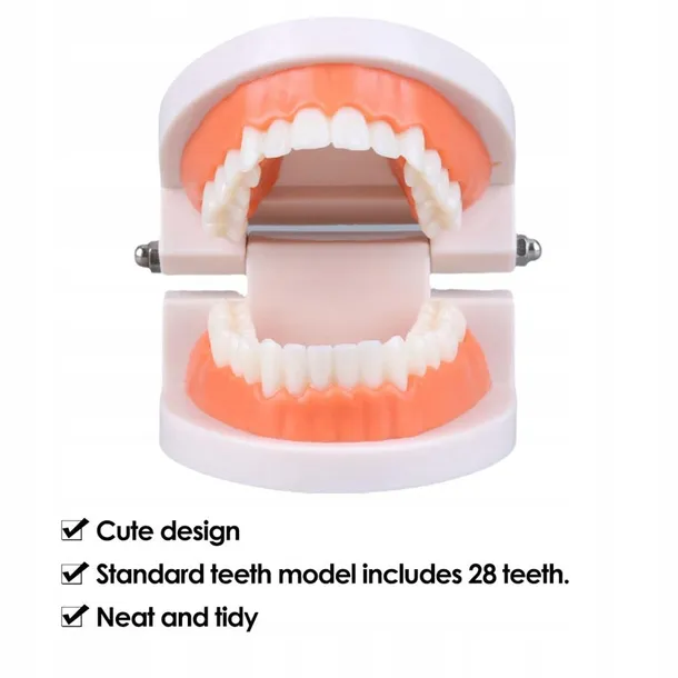 edukacyjny-model-zebow-dentystycznych-stan-nowy-model-edukacyjny-model-zebow-dentystycznych