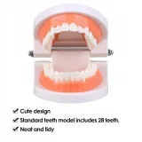 edukacyjny-model-zebow-dentystycznych-stan-nowy-model-edukacyjny-model-zebow-dentystycznych