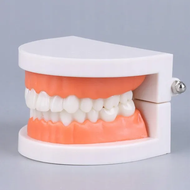 edukacyjny-model-zebow-dentystycznych-kod-producenta-pio81240as-stan-nowy