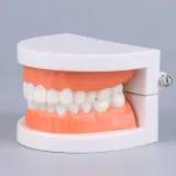 edukacyjny-model-zebow-dentystycznych-kod-producenta-pio81240as-stan-nowy
