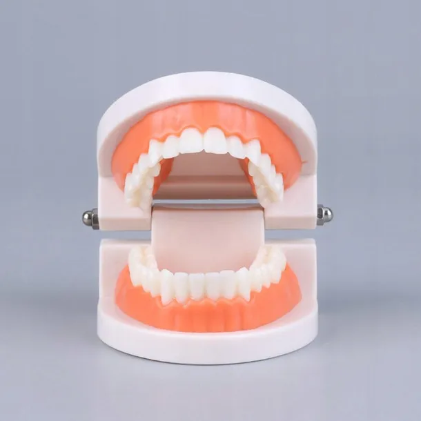 edukacyjny-model-zebow-dentystycznych-kod-producenta-pio81240as-model-edukacyjny-model-zebow-dentystycznych