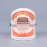 edukacyjny-model-zebow-dentystycznych-kod-producenta-pio81240as-model-edukacyjny-model-zebow-dentystycznych