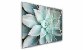 obraz-na-szkle-prostokatny-100x70cm-098-sukulent