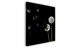 obraz-na-plotnie-015-dmuchawce-60x60cm