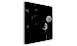 obraz-na-plotnie-015-dmuchawce-60x60cm