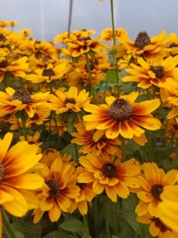 rudbekia-smileyz-kissing-zolte-pelne-kwiaty-sadzonka-p9