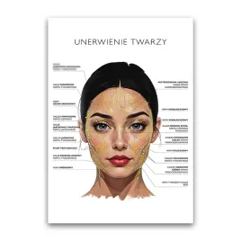 plakat-anatomiczny-unerwienie-twarzy-salon-urody-beauty-gabinet-kosmetyczny