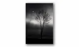 obraz-na-plotnie-024-drzewo-70x100cm-stan-nowy